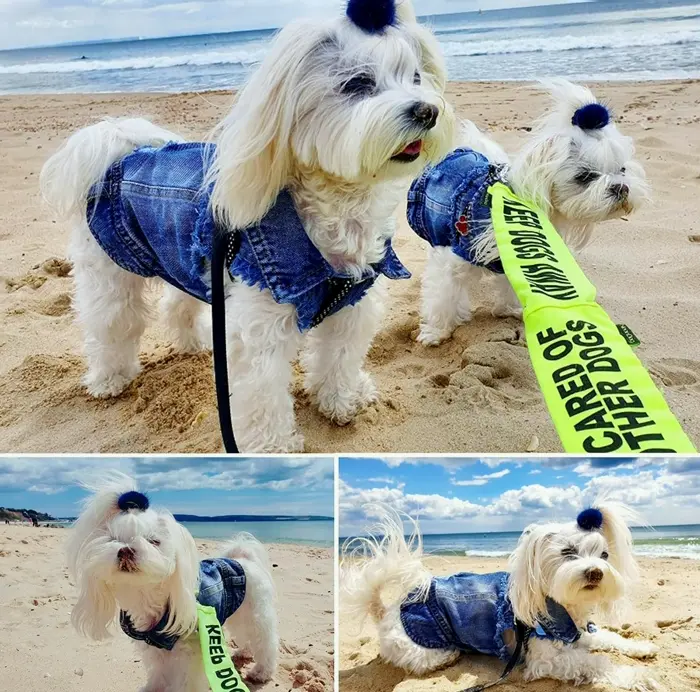 Pet Denim Vest for Medium Dogs and Cats
