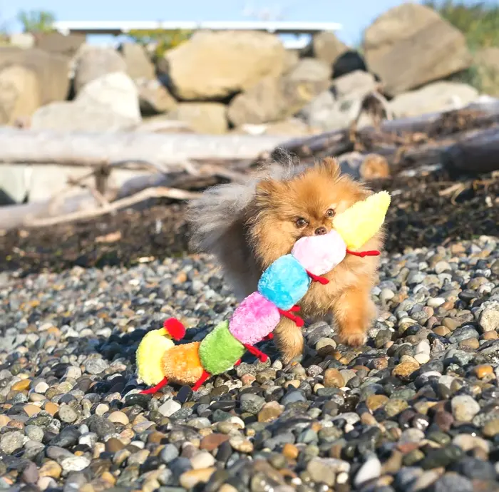 Rainbow Caterpillar Dog Toy with Sounds