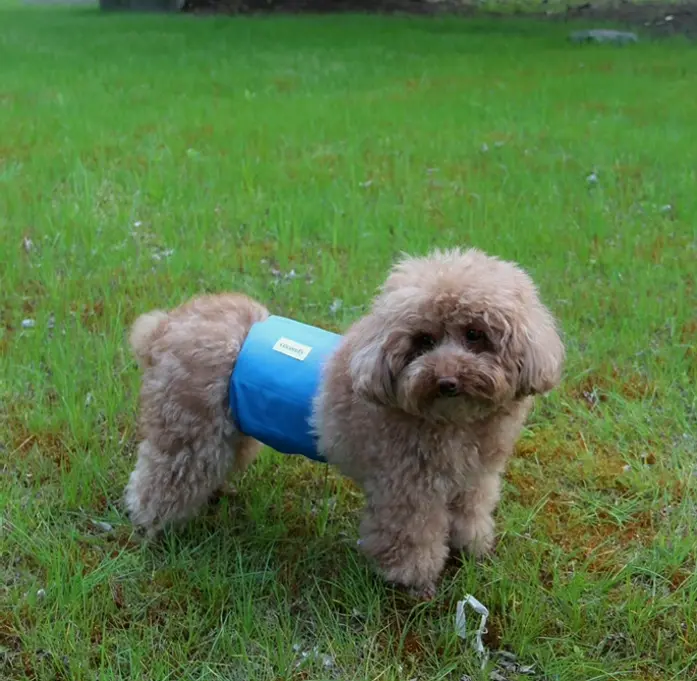 Boy Canine Belly Bands 5-Pack - Washable Pads