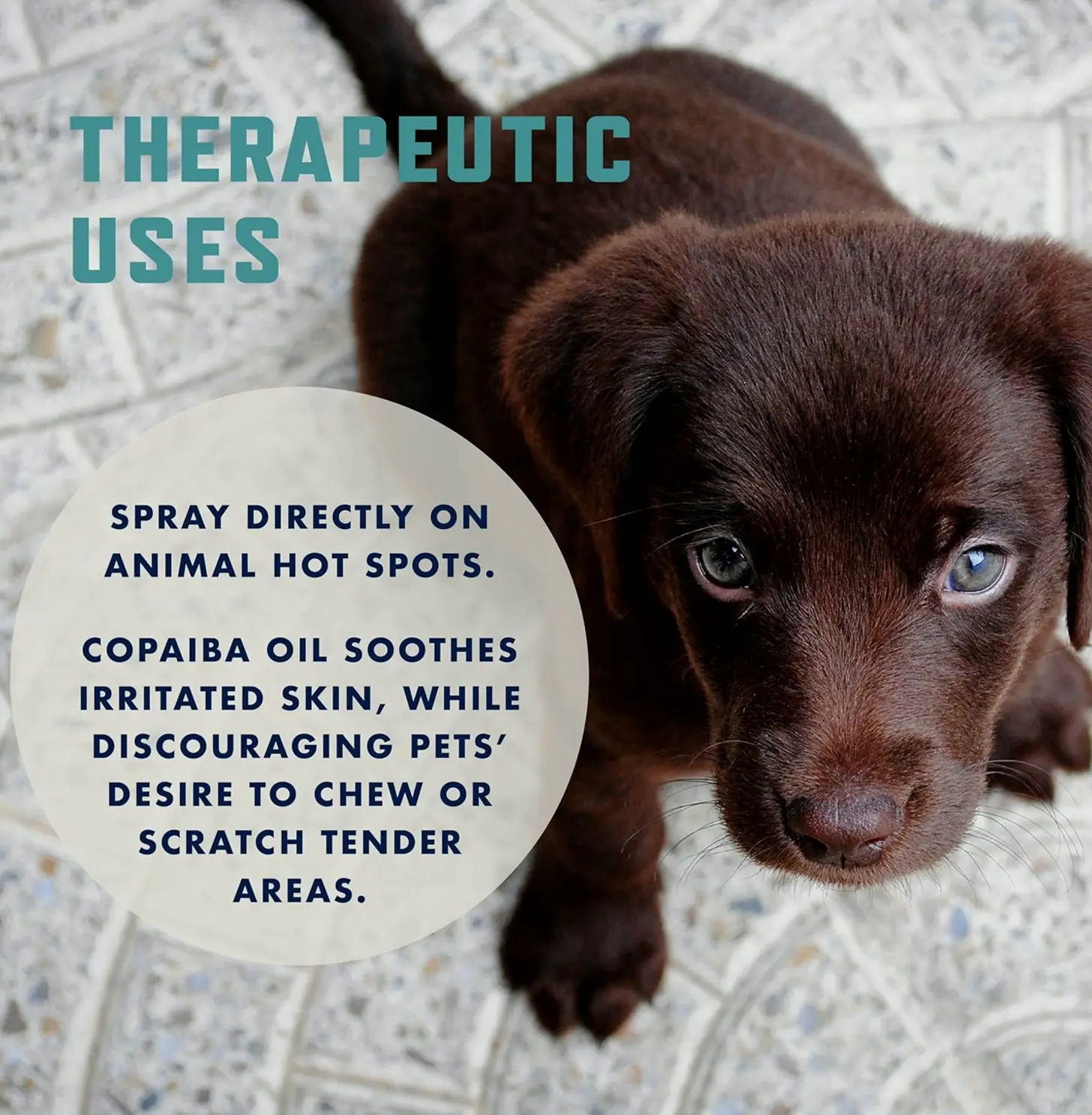 Proven No-Chew Spray for Puppies & Kittens