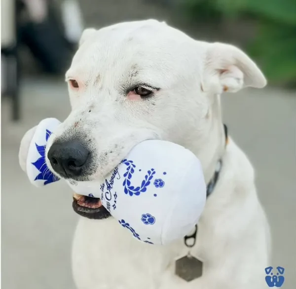 Claws Awoof Dog Toy - Durable Soft Squeaker