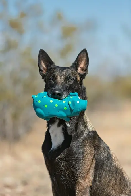 Multipet's 9-Inch Rubber Polka Dot Pig Dog Toy, Various Colors