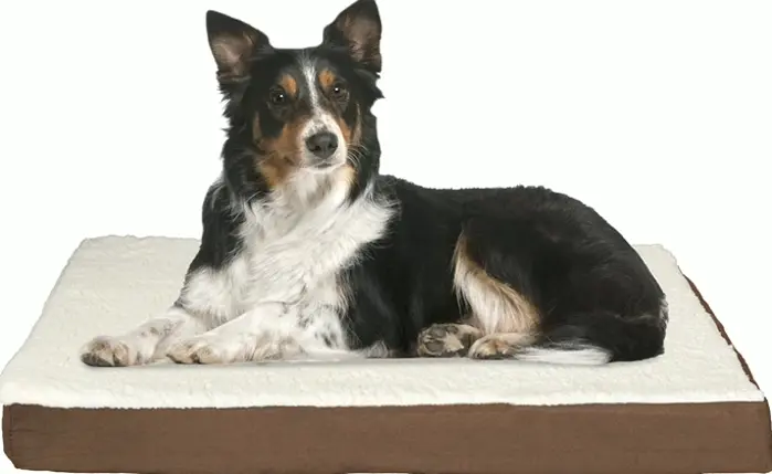 Orthopedic Memory Foam Dog Bed - 36 x 27 inches - Large Dogs Up to 65lbs