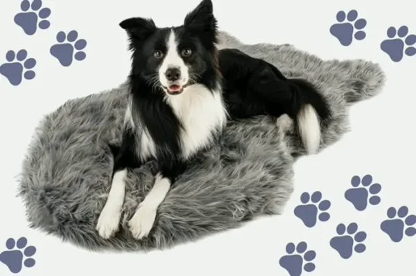 Therapeutic Dog Bed with Plush Cover