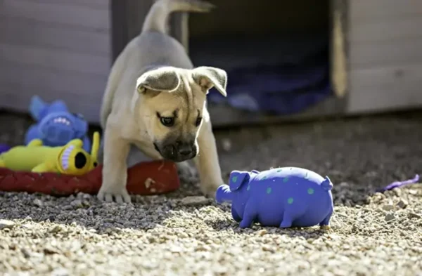 Multipet's 9-Inch Rubber Polka Dot Pig Dog Toy, Various Colors