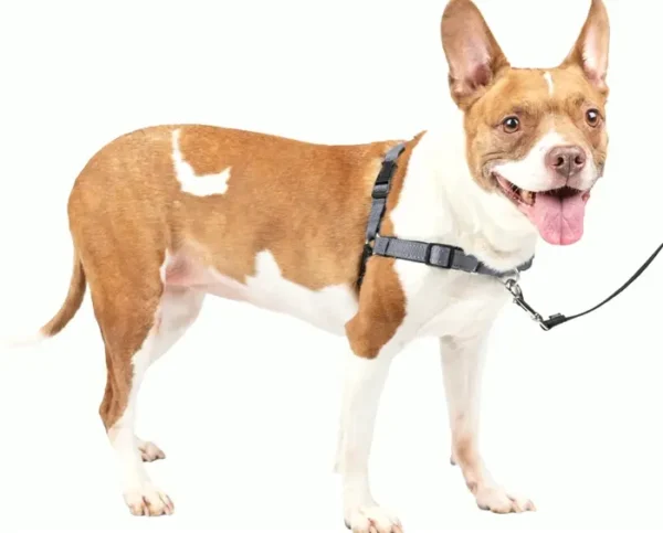 PetSafe Easy Walk Dog Restraint for Medium Dogs