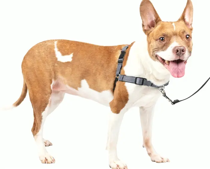 PetSafe Easy Walk Dog Restraint for Medium Dogs