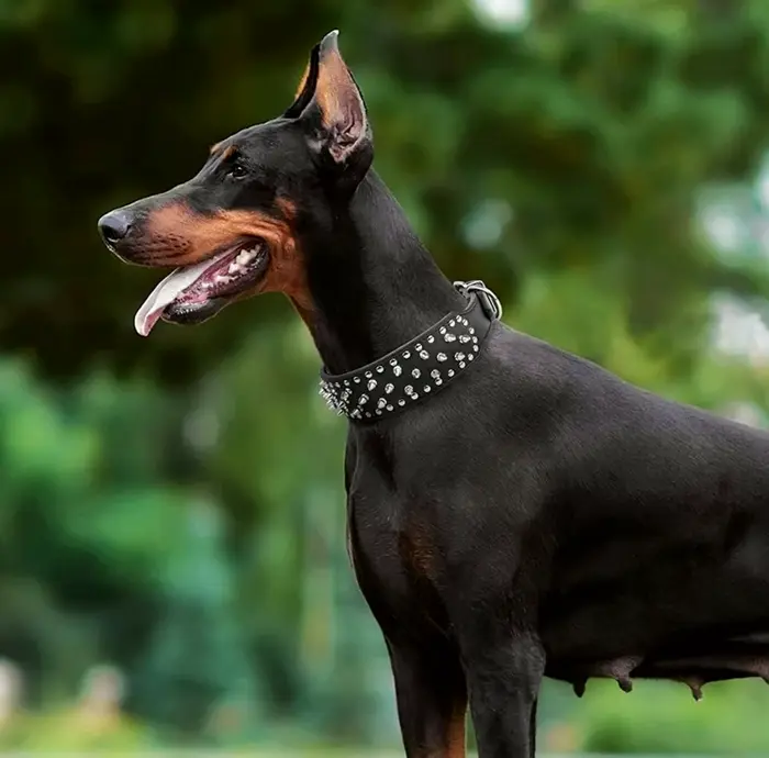 Leather Spiked Harness Set for Big Dogs