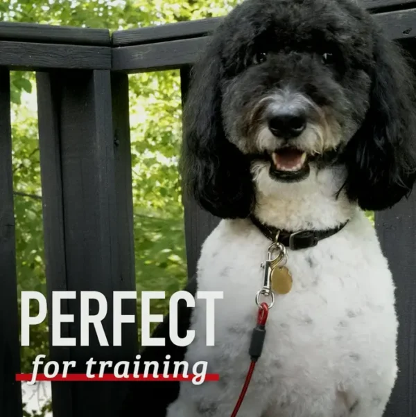 Durable Pet Tether Leash for Big Dogs - Five Foot Indestructible