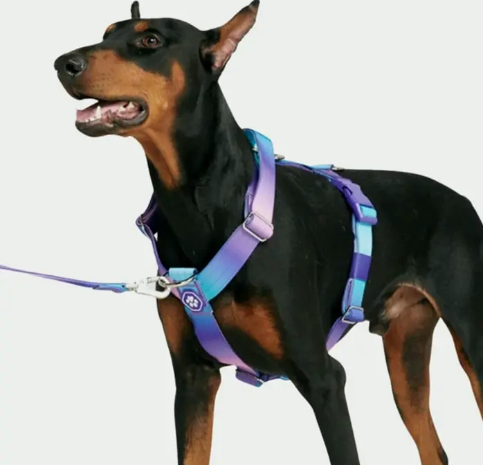Spark Pets Anti-Pull Canine Harness - Protection for Large, Powerful Dogs - Pitbulls, Boxers - Nineties Retro - L