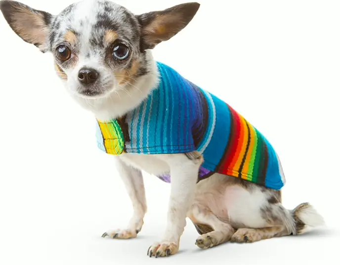 Custom Pet Sweater from Mexican Blanket